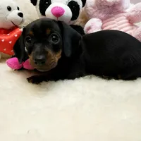 Suzie-Q, a female Miniature Dachshund for sale in Haverhill, NH – Photo 3 of 8