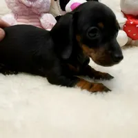 Suzie-Q, a female Miniature Dachshund for sale in Haverhill, NH – Photo 6 of 8