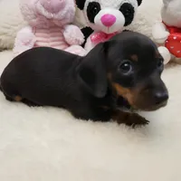 Suzie-Q, a female Miniature Dachshund for sale in Haverhill, NH – Photo 2 of 8