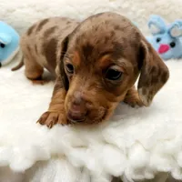 Jack, a male Miniature Dachshund for sale in Haverhill, NH – 5 of 10