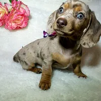 Mercedes, a female Miniature Dachshund for sale in Haverhill, NH – 5 of 10