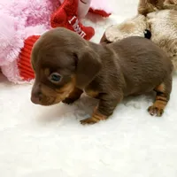 Brin, a female Miniature Dachshund for sale in Haverhill, NH – 4 of 9