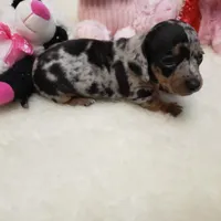 Mercedes, a female Dachshund for sale in Haverhill, NH – 2 of 10
