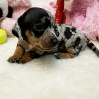 Mercedes, a female Dachshund for sale in Haverhill, NH – 10 of 10