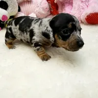 Mercedes, a female Dachshund for sale in Haverhill, NH – 4 of 10