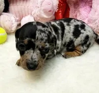 Mercedes, a female Dachshund for sale in Haverhill, NH – 3 of 10