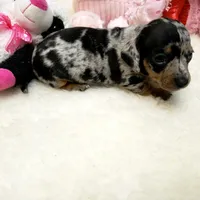 Mercedes, a female Dachshund for sale in Haverhill, NH – 8 of 10