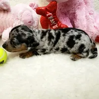 Mercedes, a female Dachshund for sale in Haverhill, NH – 5 of 10