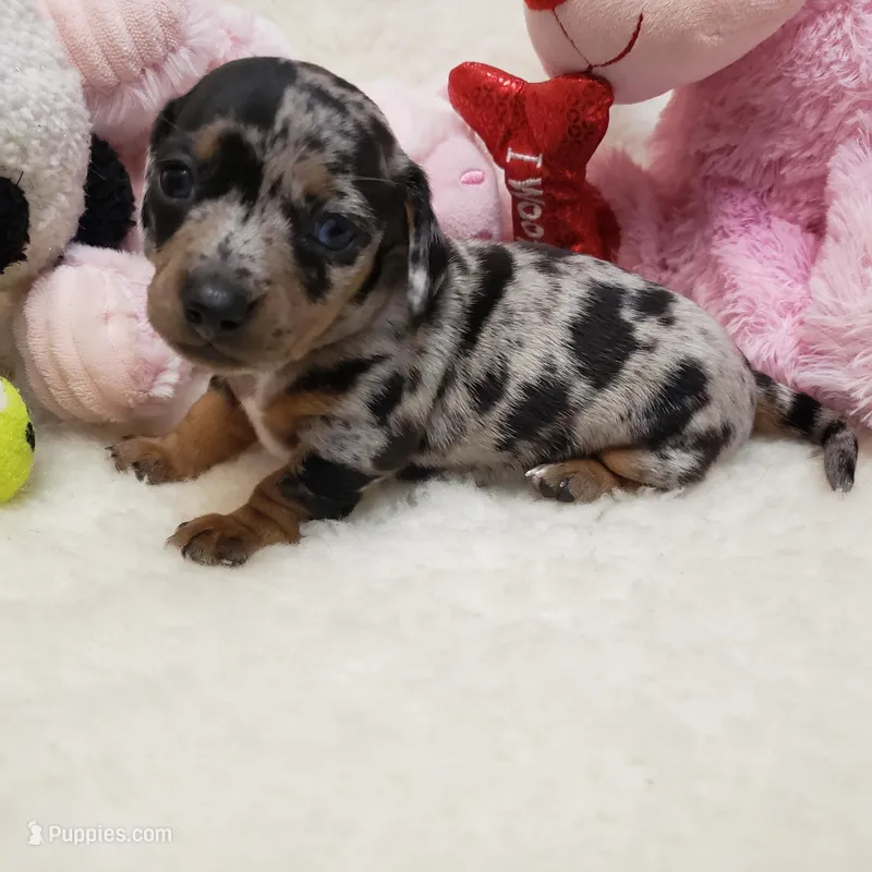 Mercedes – Dachshund puppy for sale in Haverhill, NH