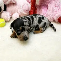Mercedes, a female Dachshund for sale in Haverhill, NH – 7 of 10
