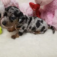 Mercedes, a female Dachshund for sale in Haverhill, NH – 6 of 10