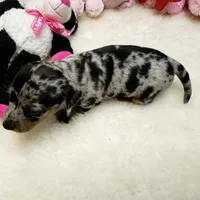 Mercedes, a female Dachshund for sale in Haverhill, NH – 9 of 10