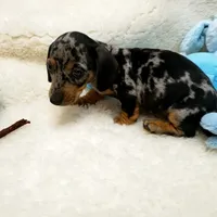Rip, a male Dachshund for sale in Haverhill, NH – 6 of 10