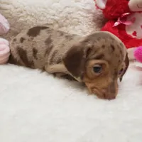 Gwen, a female Miniature Dachshund for sale in Haverhill, NH – 5 of 9