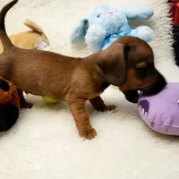 Bruiser, a male Dachshund for sale in Haverhill, NH – 7 of 9