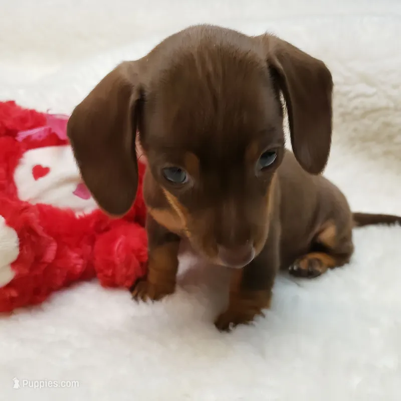 Brin – Miniature Dachshund puppy for sale in Haverhill, NH