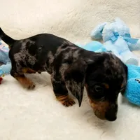 Rocko, a male Dachshund for sale in Haverhill, NH – 6 of 10