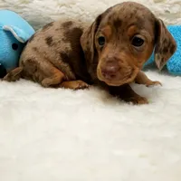 Jack, a male Miniature Dachshund for sale in Haverhill, NH – 3 of 10