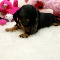 Sara, a female Miniature Dachshund for sale in Haverhill, NH – 9 of 10