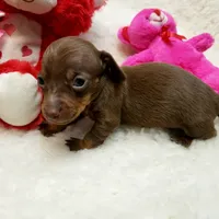 Glenda, a female Miniature Dachshund for sale in Haverhill, NH – 2 of 9