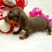 Glenda, a female Miniature Dachshund for sale in Haverhill, NH – 6 of 9
