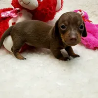 Glenda, a female Miniature Dachshund for sale in Haverhill, NH – 9 of 9
