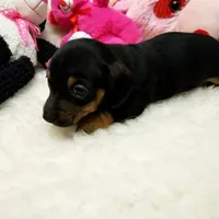 Sara, a female Miniature Dachshund for sale in Haverhill, NH – 3 of 10