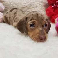 Gwen, a female Miniature Dachshund for sale in Haverhill, NH – 9 of 9