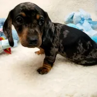 Rocko, a male Dachshund for sale in Haverhill, NH – 9 of 10