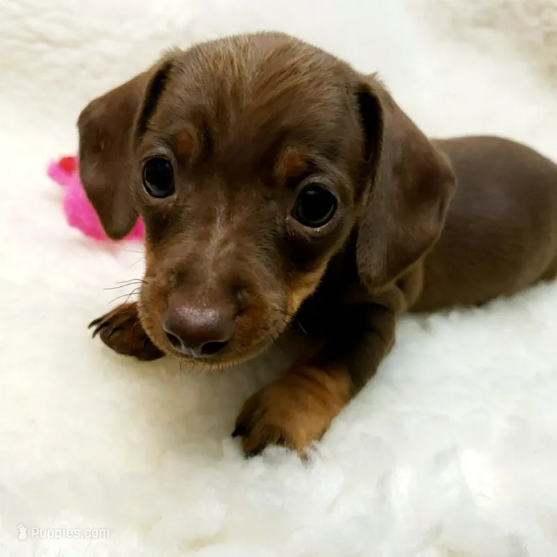 Glenda – Miniature Dachshund puppy for sale in Haverhill, NH