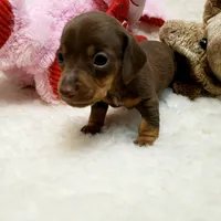 Brin, a female Miniature Dachshund for sale in Haverhill, NH – 2 of 9