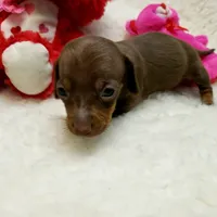 Glenda, a female Miniature Dachshund for sale in Haverhill, NH – 8 of 9