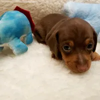 Brady, a male Miniature Dachshund for sale in Haverhill, NH – 10 of 10