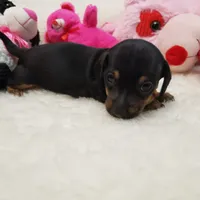Sara, a female Miniature Dachshund for sale in Haverhill, NH – 6 of 10