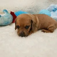 Brody, a male Miniature Dachshund for sale in Haverhill, NH – 2 of 10
