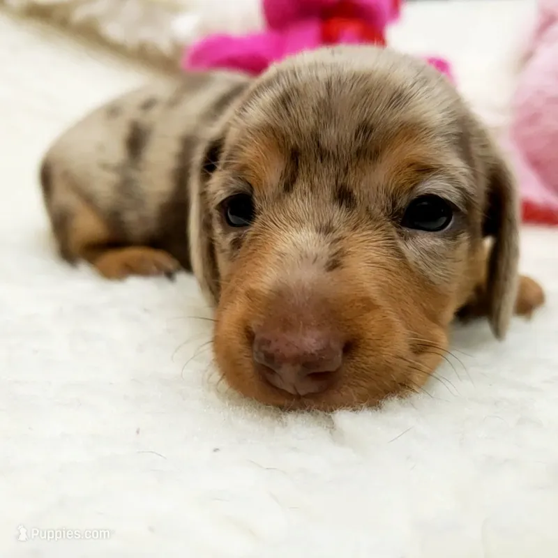Gabby – Miniature Dachshund puppy for sale in Haverhill, NH