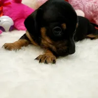 Sara, a female Miniature Dachshund for sale in Haverhill, NH – 7 of 10