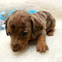 Jack, a male Miniature Dachshund for sale in Haverhill, NH – 6 of 10