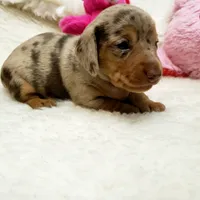 Gabby, a female Miniature Dachshund for sale in Haverhill, NH – 5 of 10