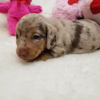 Gabby, a female Miniature Dachshund for sale in Haverhill, NH – 6 of 10