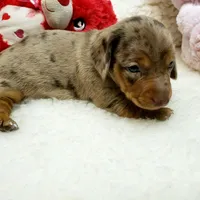 Mercedes, a female Miniature Dachshund for sale in Haverhill, NH – 9 of 9