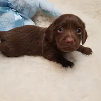 Rip, a male Miniature Dachshund for sale in Haverhill, NH – 8 of 9