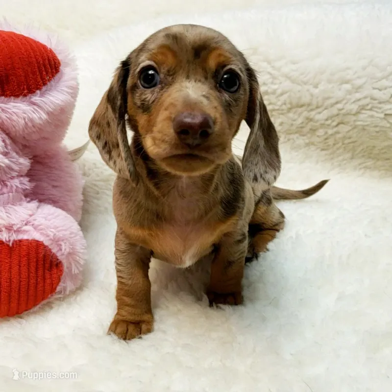 Mercedes – Miniature Dachshund puppy for sale in Haverhill, NH