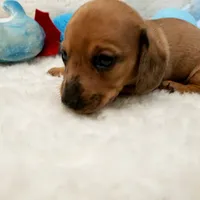 Brody, a male Miniature Dachshund for sale in Haverhill, NH – 6 of 10