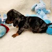 Rocko, a male Dachshund for sale in Haverhill, NH – 5 of 10