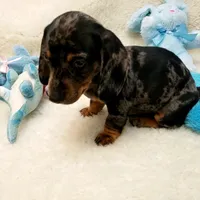 Rocko, a male Dachshund for sale in Haverhill, NH – 3 of 10