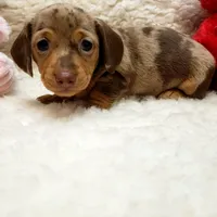 Gwen, a female Miniature Dachshund for sale in Haverhill, NH – 6 of 9