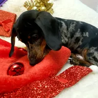 Sam, a male Dachshund for sale in Haverhill, NH – Photo 7 of 10