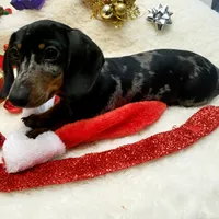 Sam, a male Dachshund for sale in Haverhill, NH – Photo 5 of 10