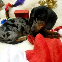 Sam, a male Dachshund for sale in Haverhill, NH – Photo 4 of 10